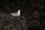 Northern fulmar - Fulmarus glacialis