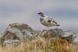 Rock Ptarmigan - Lagopus muta