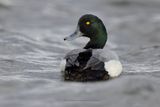 Greater Scaup - Aythya marila