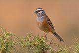 Rock Bunting - Emberiza cia