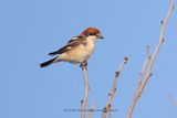 Woodchat shrike - Lanius senator