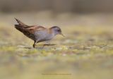 Little crake - Porzana parva