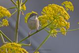 Common Whitehroat - Sylvia communis