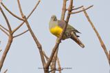Bruces Green Pigeon - Treron waalia