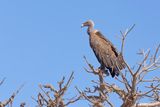 Ruppels Vulture - Gyps rueppellii