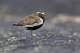 Eurasian Golden Plover - Pluvialis apricaria
