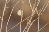 River Prinia - Prinia fluviatilis