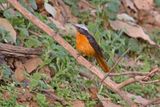 White-crowned Robin-Chat - Cossypha albicapillus