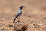Atlas Wheatear - Oenanthe seebohmi