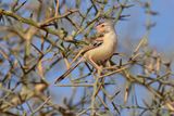 Cricket Longtail - Spiloptila clamans