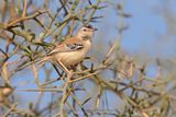 Cricket Longtail - Spiloptila clamans