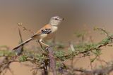Cricket Longtail - Spiloptila clamans
