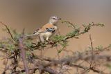Cricket Longtail - Spiloptila clamans