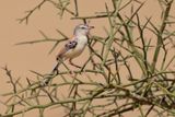 Cricket Longtail - Spiloptila clamans