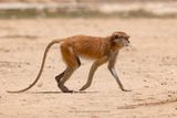 Patas Monkey - Erythrocebus patas