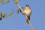 Winding Cisticola - Cisticola marginatus