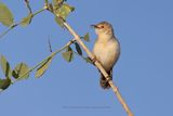 Winding Cisticola - Cisticola marginatus