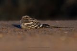 Long-tailed Nightjar - Caprimulgus climacurus