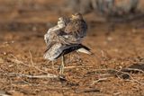 Senegal Thick-knee - Burhinus senegalensis