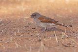 Northern grey-headed sparrow - Passer griseus
