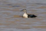 Knob-billed duck - Sarkidiornis melanotos