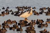 Spoonbill - Platalea leucorodia
