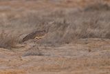 Arabian bustard - Ardeotis arabs