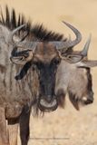Blue wildbeest - Connoachetes taurinus