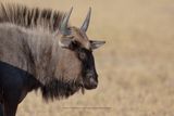 Blue wildbeest - Connoachetes taurinus
