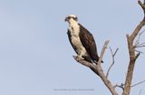 Osprey - Pandion haliaetus