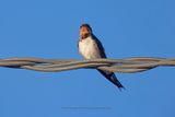 Red-chested Swallow - Hirundo lucida