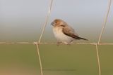 African Silverbill - Euodice cantans