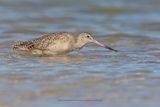 Marble godwit - Limosa fedoa