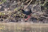 Black crake - Amaurornis flavirostra