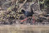 Black crake - Amaurornis flavirostra