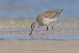 Short-billed Dowitcher - Limnodromus griseus