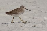 Short-billed Dowitcher - Limnodromus griseus