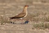 Collared pratincole - Glareola pratincola