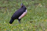 Maleo - Macrocephalon maleo