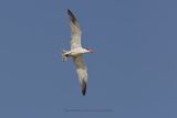 Caspian Tern - Hydroprogne caspia