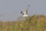 White-winged tern - Chlidonias leucoptera