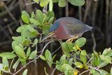 Green Heron - Butorides virescens