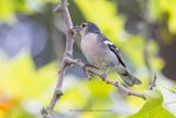 Madeira Chaffinch - Fringilla madeirensis