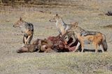Black-backed Jackal - Canis mesomelas