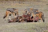 Black-backed Jackal - Canis mesomelas