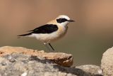 Western Black-eared Wheatear - Oenanthe hispanica