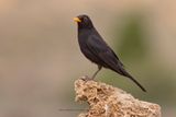 Blackbird - Turdus merula