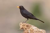 Blackbird - Turdus merula