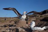 Black-browed Albatross - Thalassarche melanophris