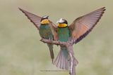  European Bee-eater - Merops apiaster